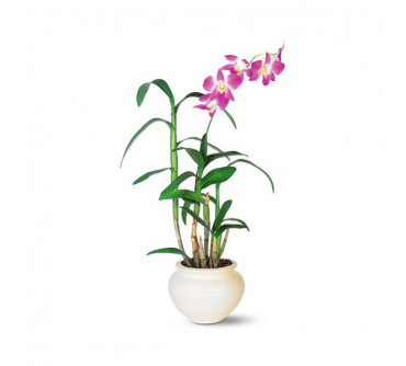 Orchidé Dendrobium